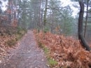 forêt de Rambouillet